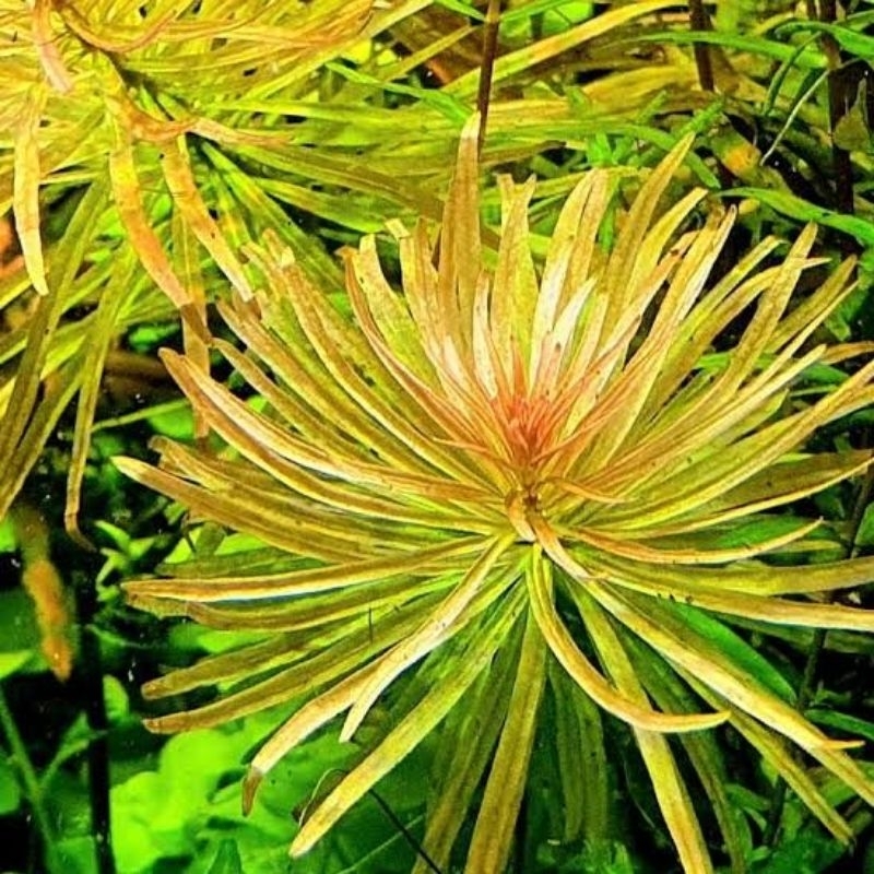 Ludwigia inclinata var cuba