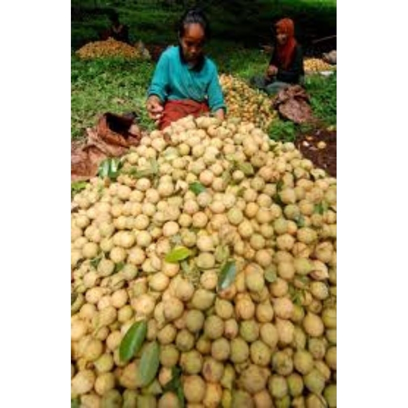 

buah pala asli golotokan 1kg