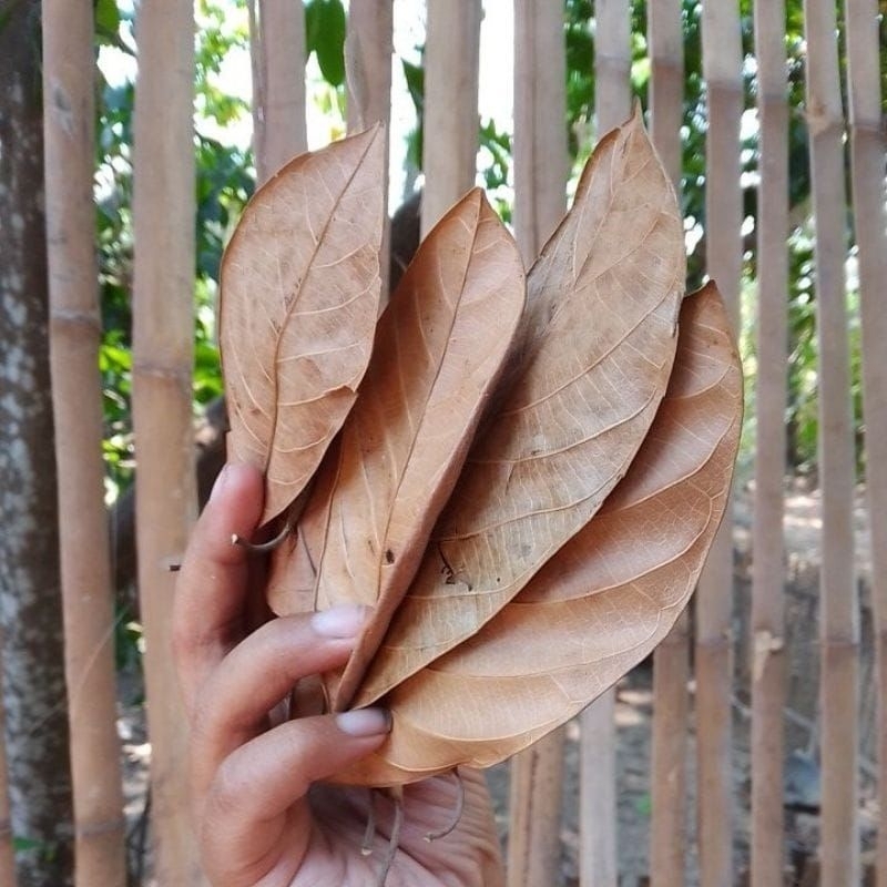 

daun nangka kering per 500 gram ori