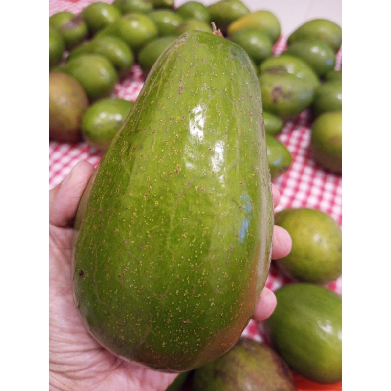 

Alpukat Mentega Super Enak Pulen Legit Jumbo Besar