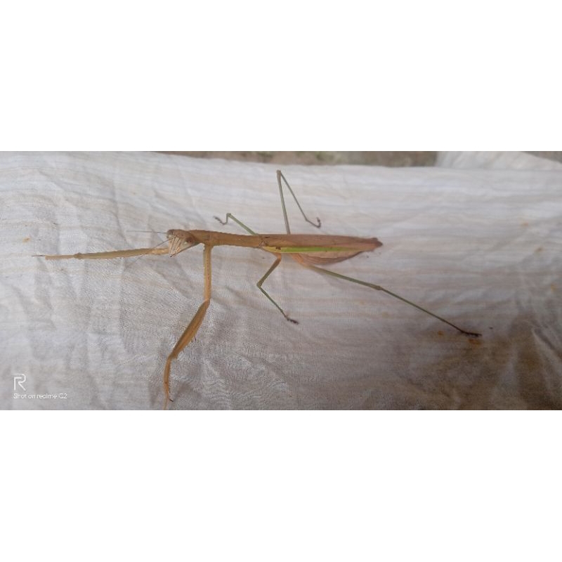 belalang sembah perekor