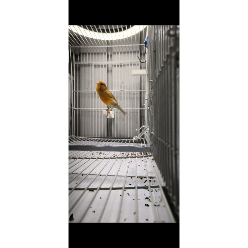 Kenari Cokelat Isabel Jantan Gacoran / Bahan Paud / Betina Siapan