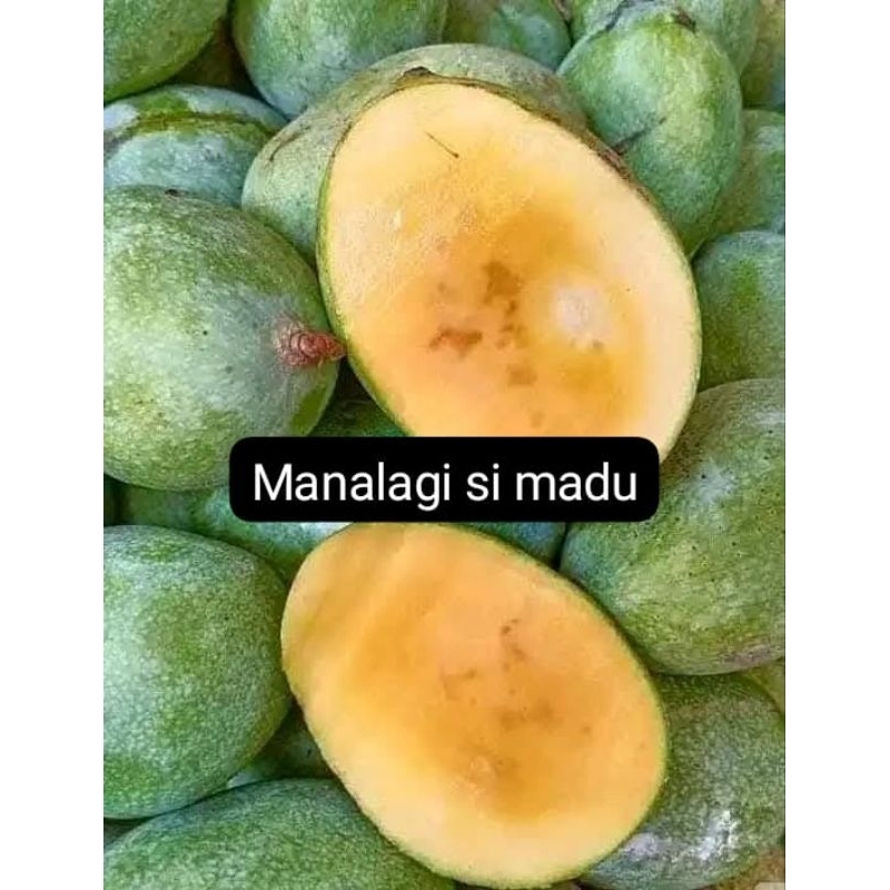 

MANGGA MANALAGI