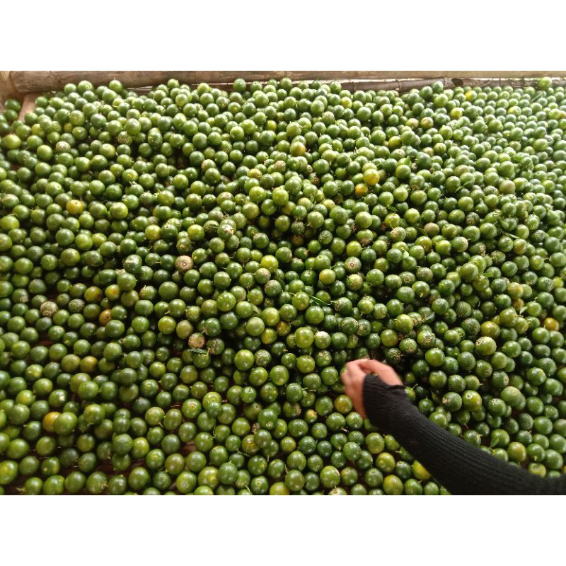 

jeruk peras 1kg jeruk Sunkist/jeruk kunci/jeruk kasturi kecil& sedang