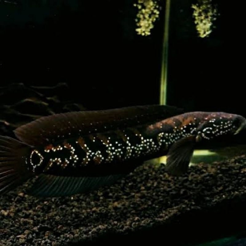 full pelet asiatica WS gondrong 6-7-8cm