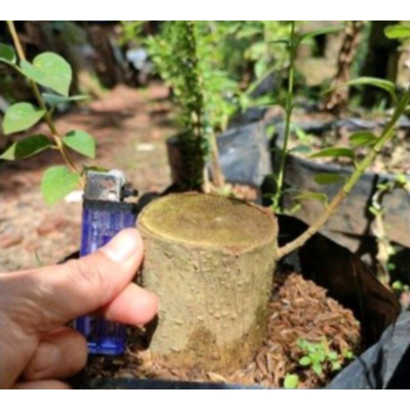 Bahan bonsai sancang bonsai sancang