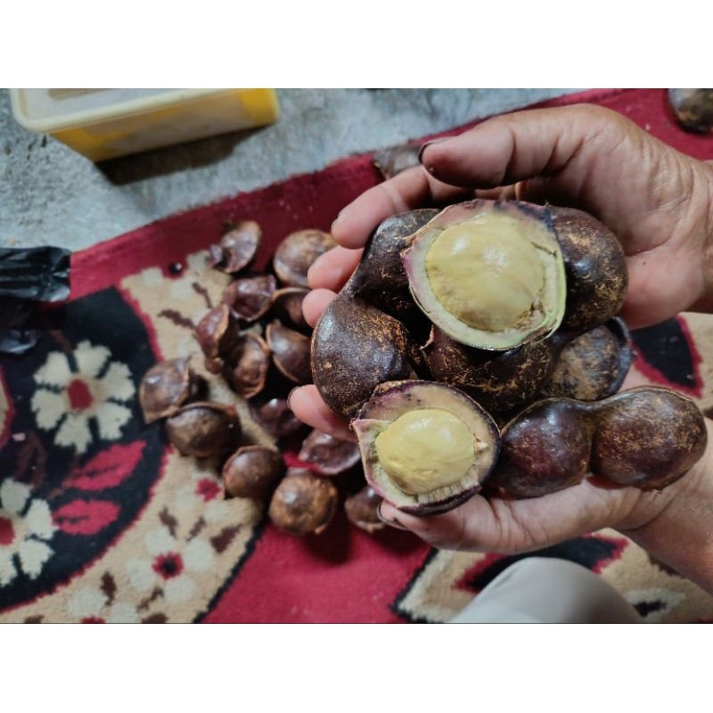 

jengkol fress dari pohonnya