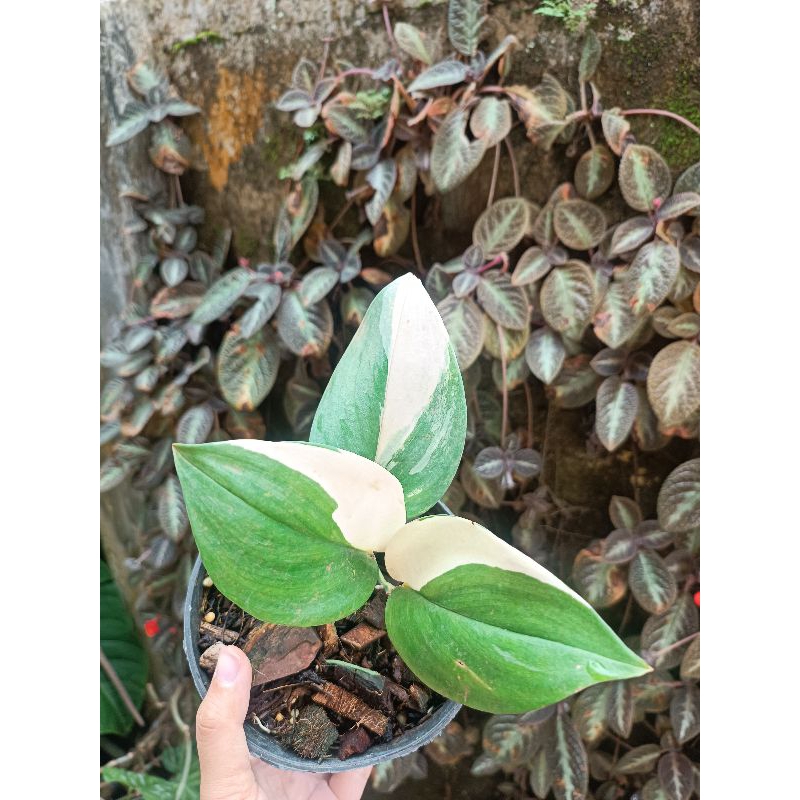 Scindapsus rubicon 2 dan mican varigata