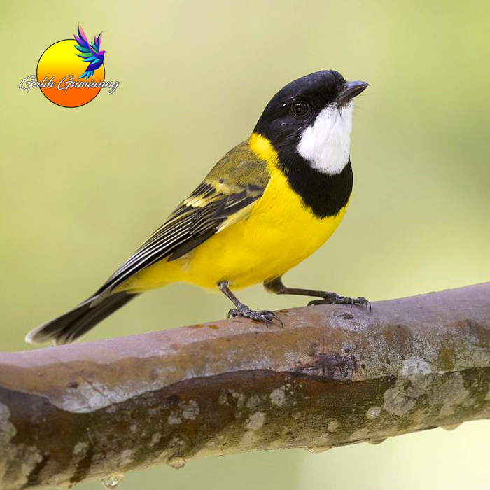 Burung Bimoli Burung Kancilan Emas