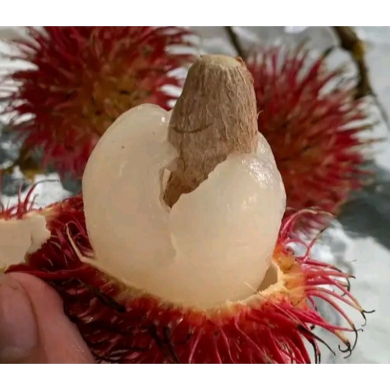 

buah rambutan merah matang manis 1kg