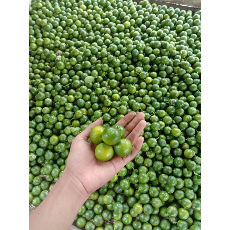 

JERUK SUNKIST/JERUK KASTURI 1kg