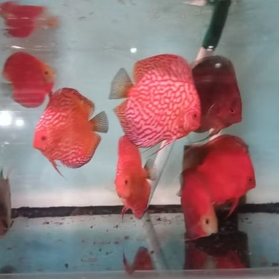 Kombinasi Discus 2 inchi/ Discus Aquascape hiasan aquarium