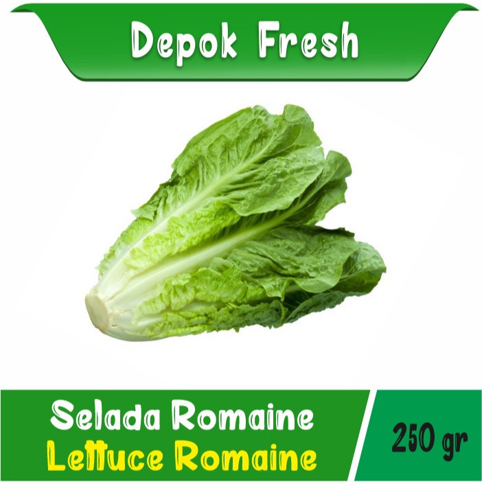 

SAYUR SELADA ROMAINE SEGAR BERKUALITAS 250 GRAM