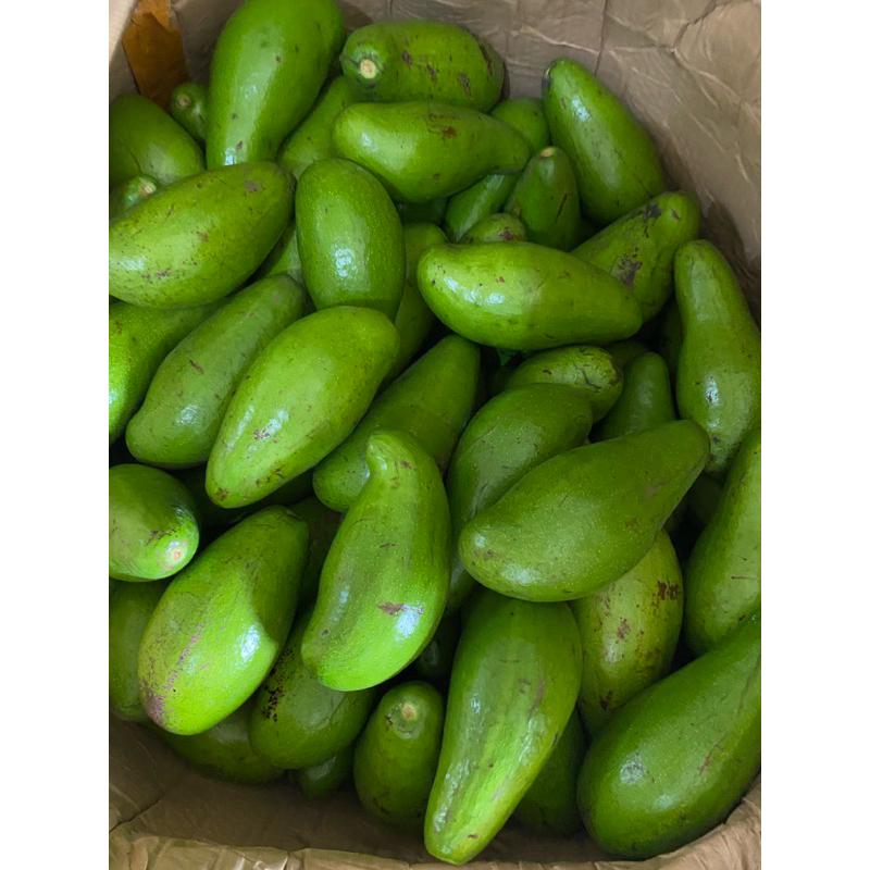 

Alpukat Siger Lampung Timur 900-1000gr