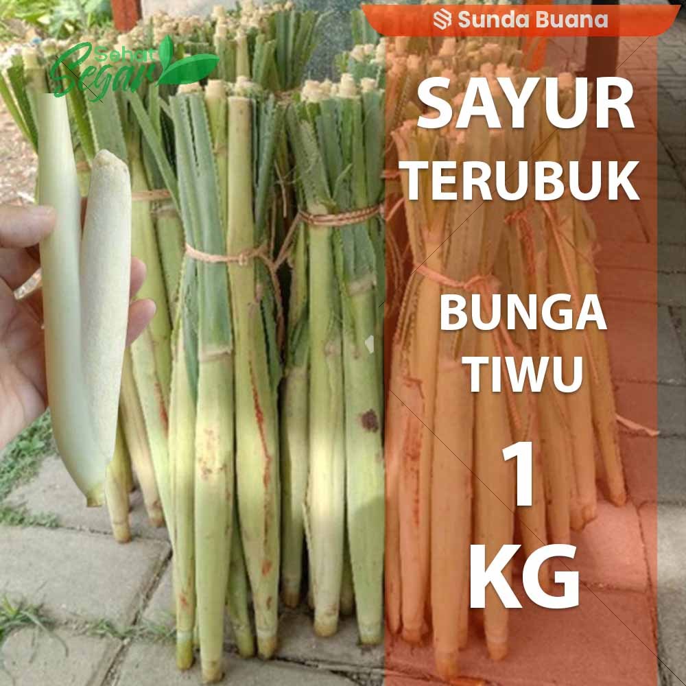

Terubuk Endog tiwu Sayuran enak 1 kg Segar