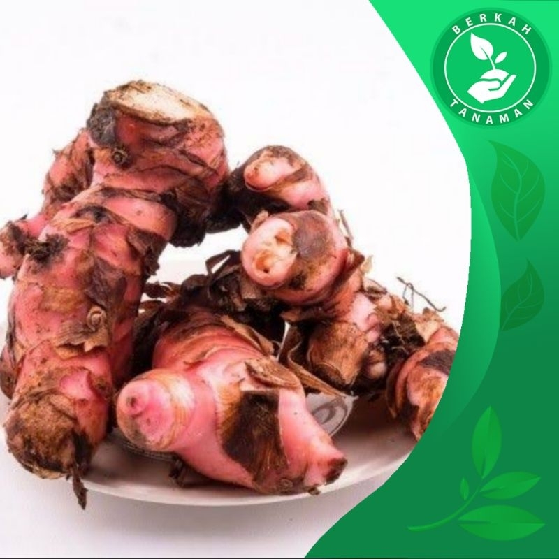 

Lengkuas Merah Segar 1kg