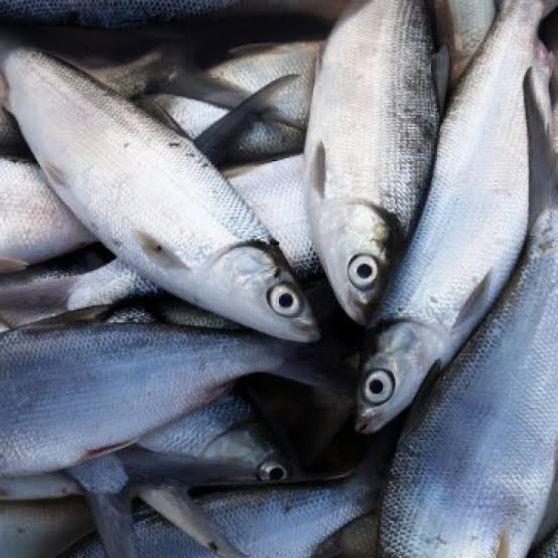 

Ikan bandeng fresh 1kg