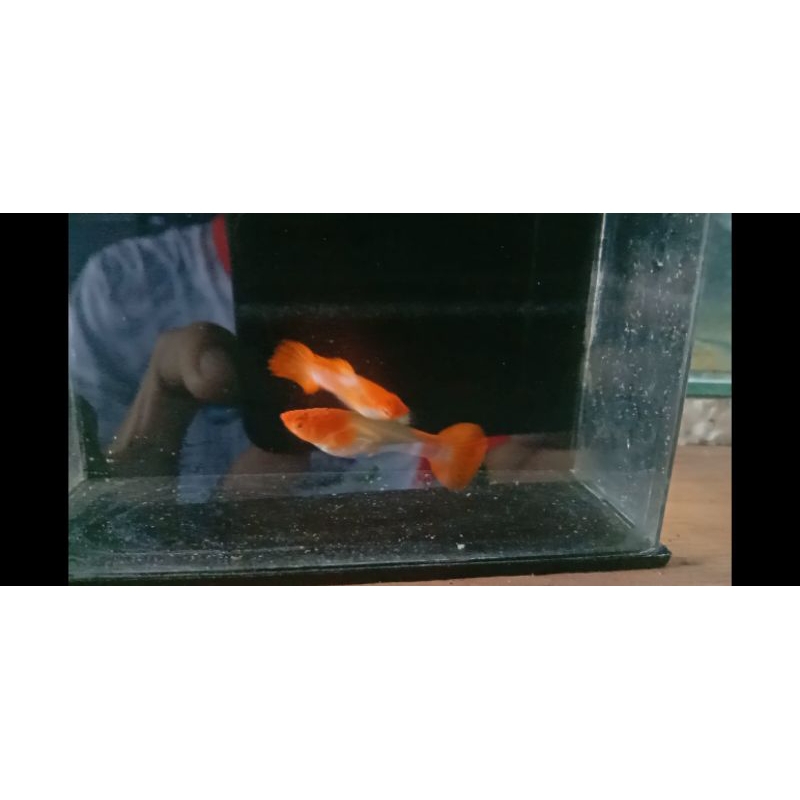 Pakan Guppy king koi