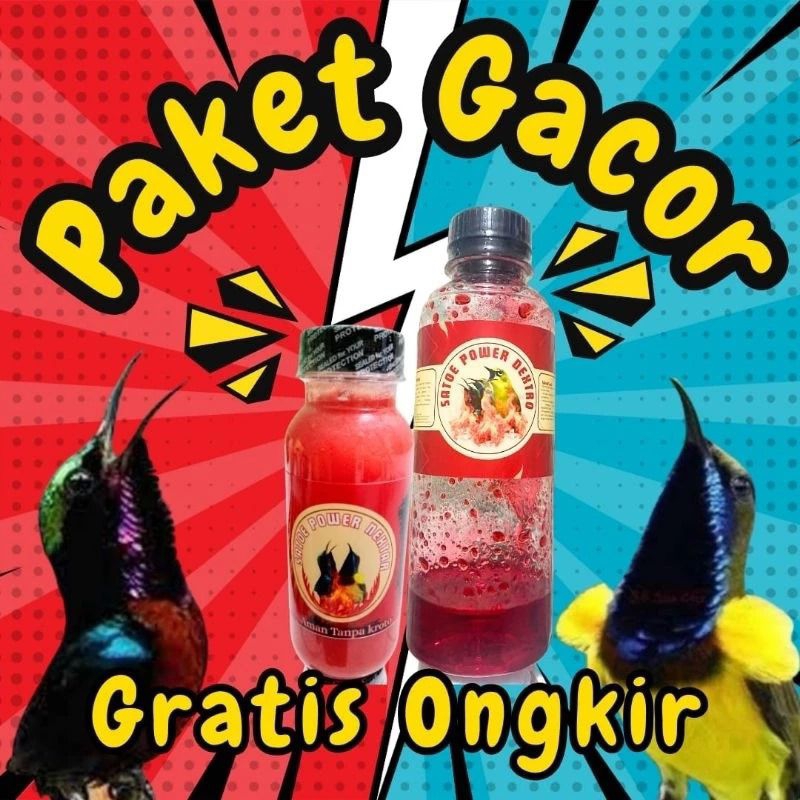 Paket Gacor Sogon Kolibri | Nektar Metabolisme