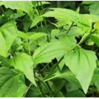 

MURAH DAUN KIRINYUH Segar 100gram terbaik