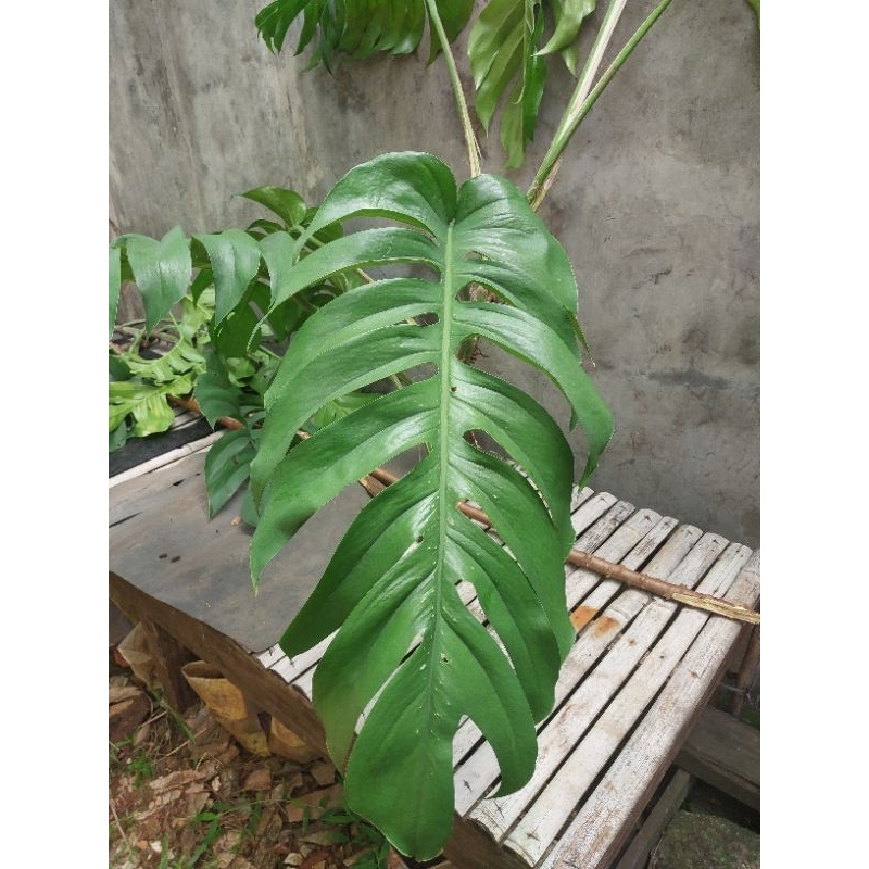 

Daun Ekor Naga 500 gram Fresh