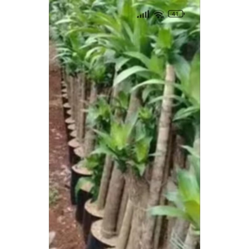 Hanjuang bonsai/Bonsai hanjuang