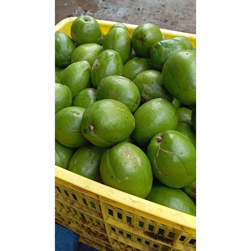 

Kedondong Bangkok 1kg renyah kriuk segar