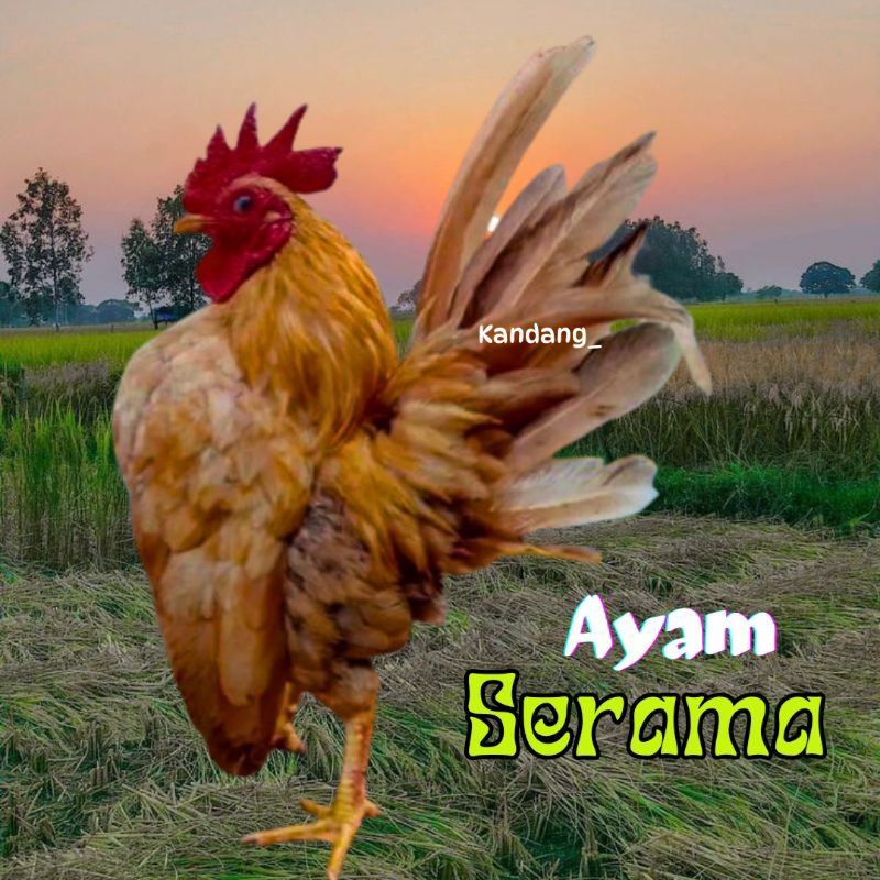 

telur ayam Kate Serama kontes asli pendek bisa di tetaskan