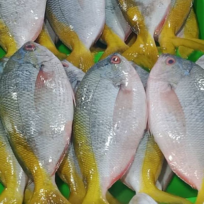

Ikan ekor kuning fresh 1kg