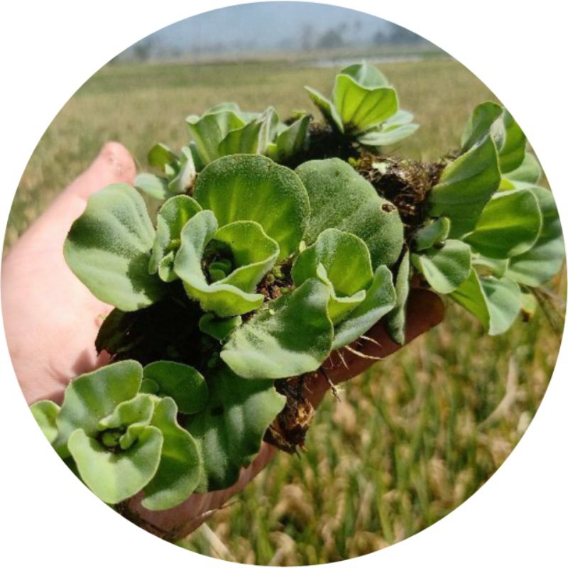 apu apu mawar tanaman air bijian