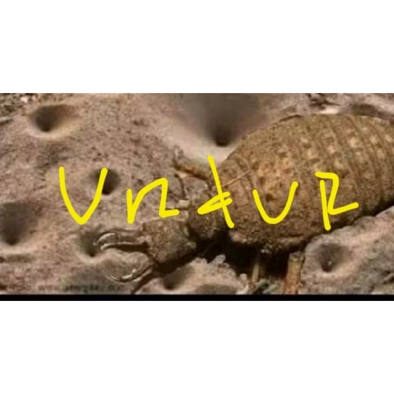 

undur undur 10 pcs pres