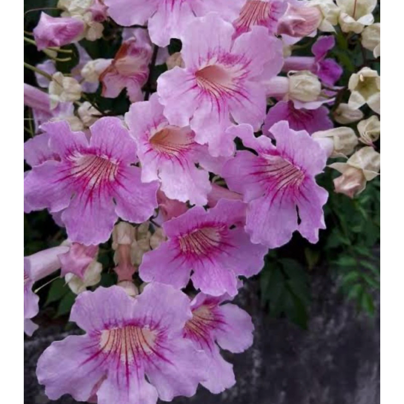 Tanaman Hias Bunga Pink Tecoma/Stecoma Pink