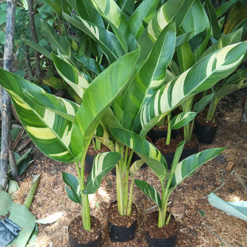 tanaman hias pisang hellicornia varigata - pisang-pisangan varigata