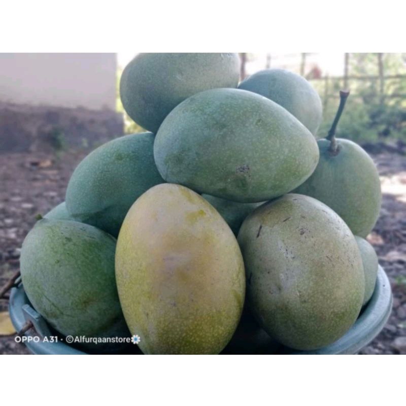 

Buah Mangga Cengkir Indramayu Pelem kemading