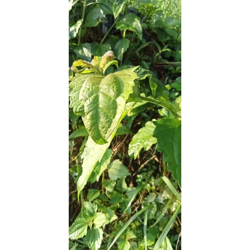 

daun kiriyuh segar daun kopasanda /Daun bala kacida 200grm