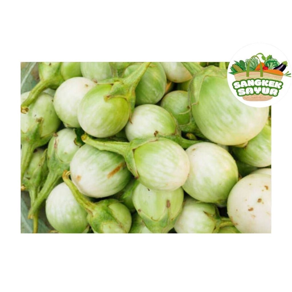 

Terong Hijau Bulat - sangkek.sayur PALEMBANG