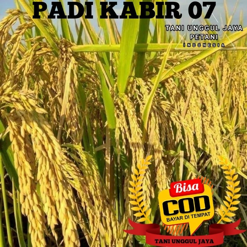 Benih Padi Kabir 07 Kemasan 5kg