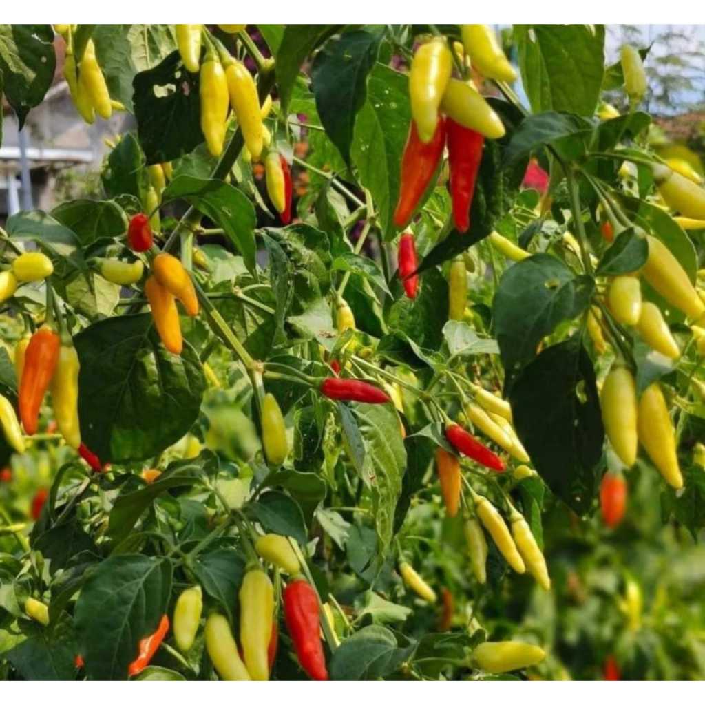 ID BENIH CABE KALIBER 10GRAM, BENIH CABAI RAWIT UNGGUL KALIBER WIJITANI,CABE SETAN