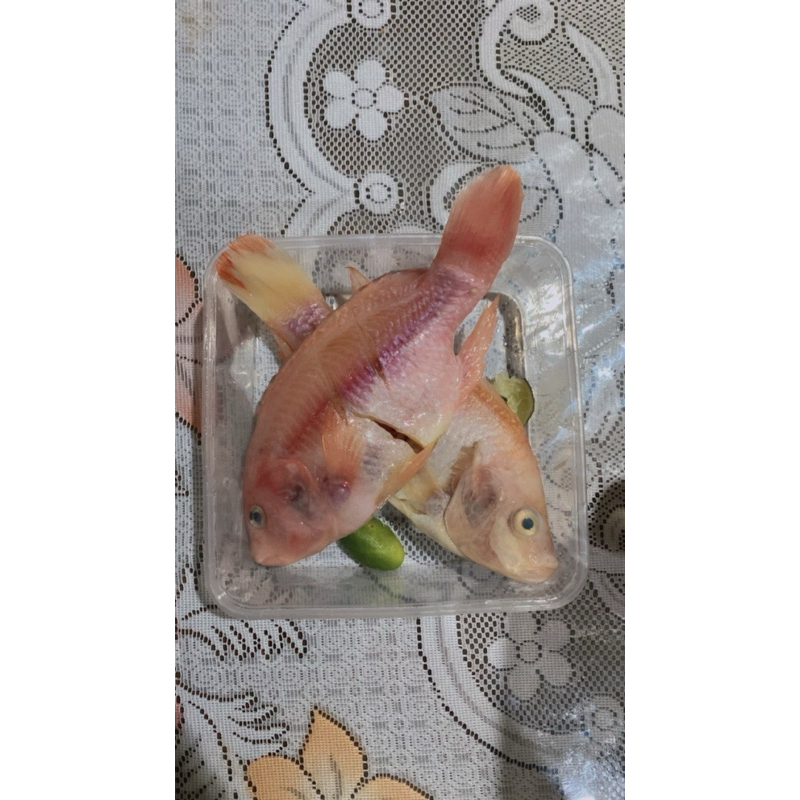 

Ikan nila fresh