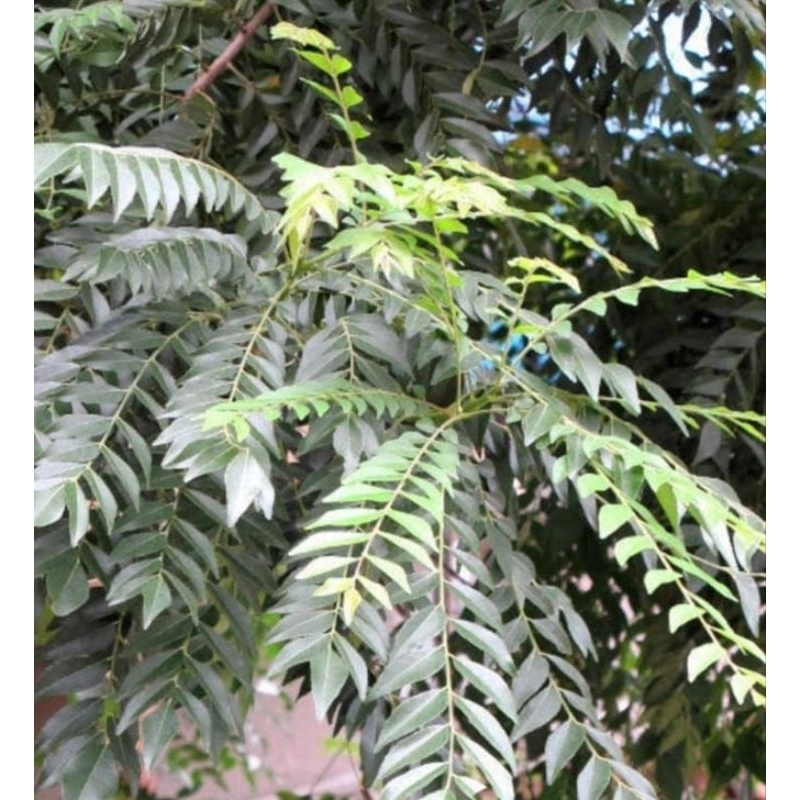 

Daun kari segar salam koja segar isi 20 tangkai