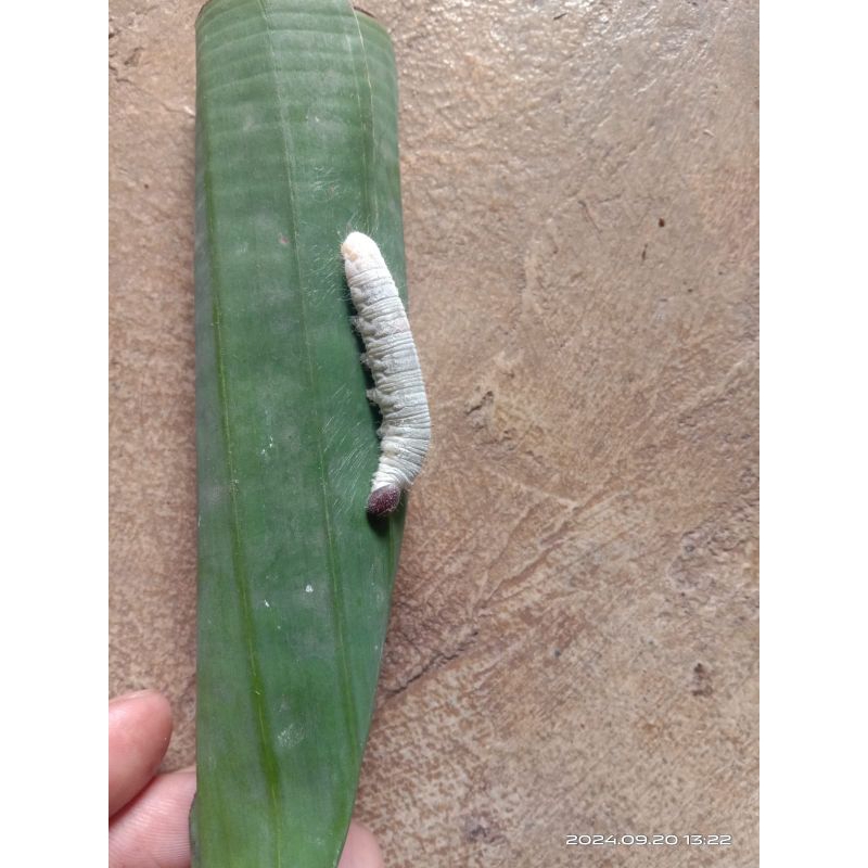 Ulat pisang hidup 10 ekor umpan pancing
