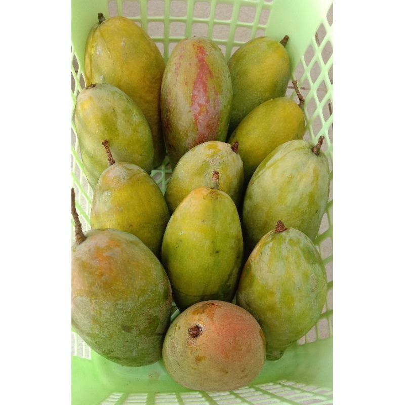 

Mangga Kiojay