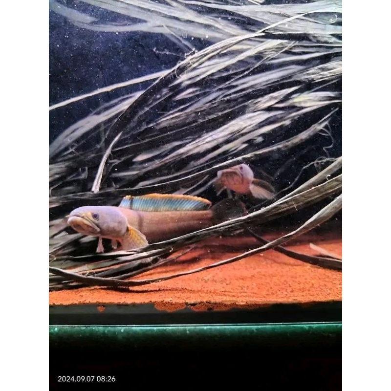 Chana limbata full anakan nggombyok || Bervidio(size 13-14) || PAIR ALAMI DARI ALAM + Pelet