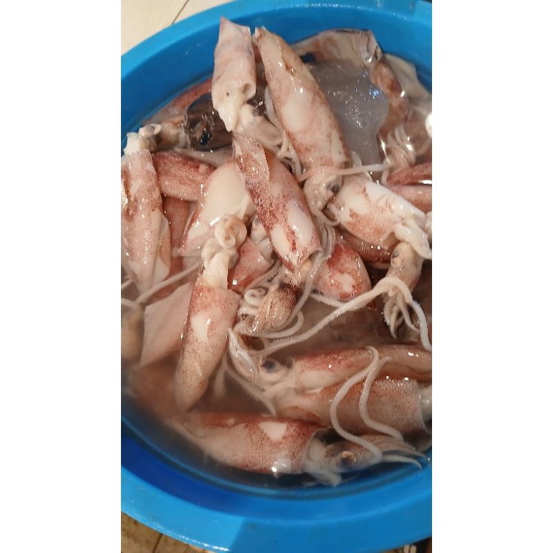 

cumi basah fersh C 500grm isi 10/12 biji