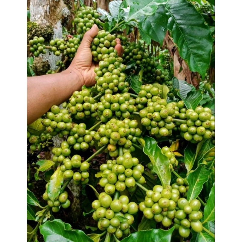 ENTRES KOPi BRAZiL 200,000 70 ENTRES