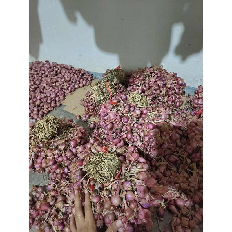 

Bawang merah Enrekang Asli