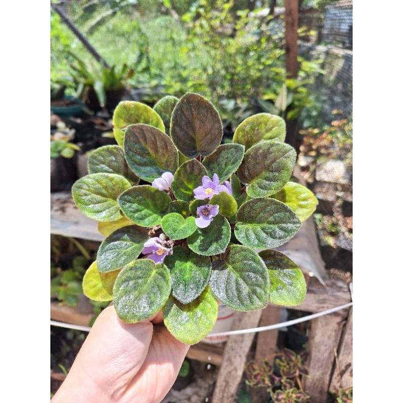 Tanaman Hias Violces Bunga Biru