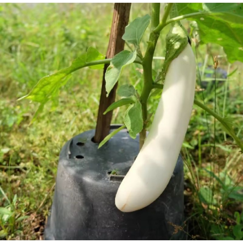 50 BENIH TERONG PUTIH PANJANG