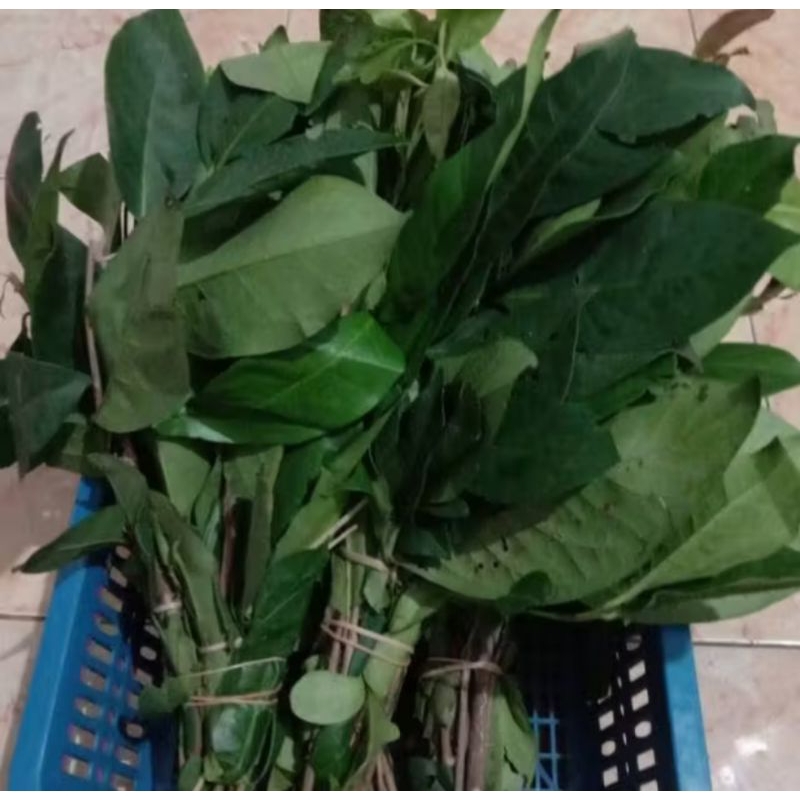 

DAUN SALAM Super Fress 1 ikat