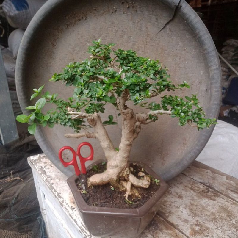 Bonsai Sancang medium siap kontes